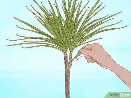 Image titled Prune Dracaena Step 6