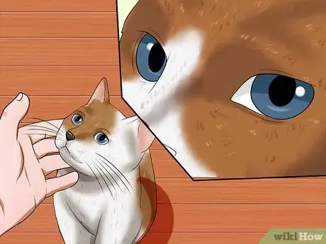 Image titled Identify if Your Cat Has Had a Stroke Step 5