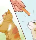 Discipline Your Cat or Kitten