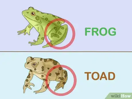 Image titled Tell the Difference Between a Frog and a Toad Step 1