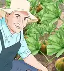 Become a Farmer Without Experience