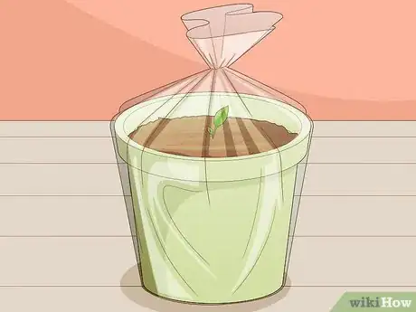 Image titled Grow Turmeric Step 10