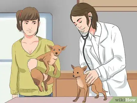 Image titled Help Your Chihuahua During Labor Step 2