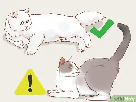 Image titled Train a Therapy Cat Step 11