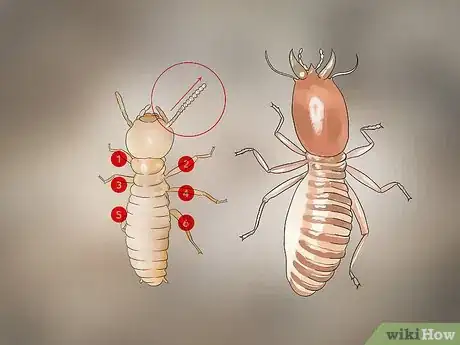 Image titled Identify Termite Larvae Step 1