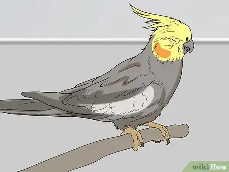 Image titled Spot Signs of Illness in a Cockatiel Step 4