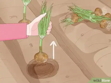 Image titled Plant Sprouted Onions Step 10