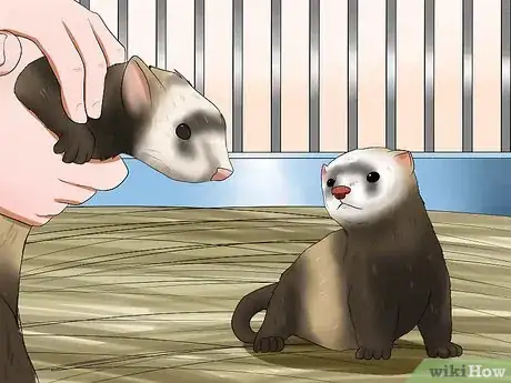 Image titled Breed a Pet Ferret Step 3