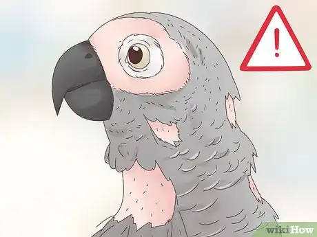 Image titled Choose an African Grey Parrot Step 8