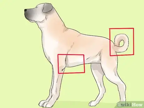 Image titled Identify a Kangal Dog Step 8