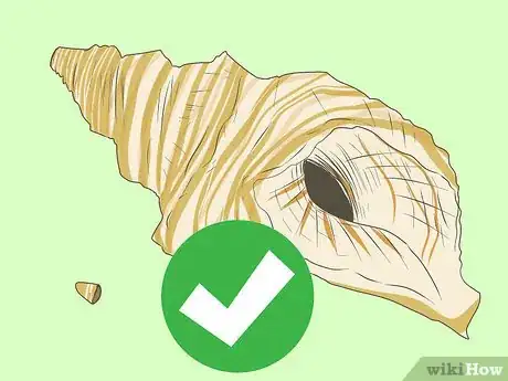 Image titled Blow a Conch Shell Step 9