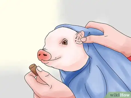 Image titled Give Your Pig a Bath Step 5