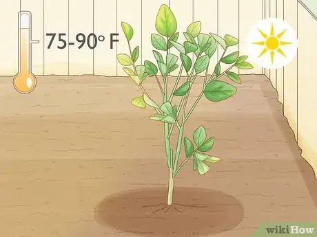 Image titled Grow an Orange Tree Step 12