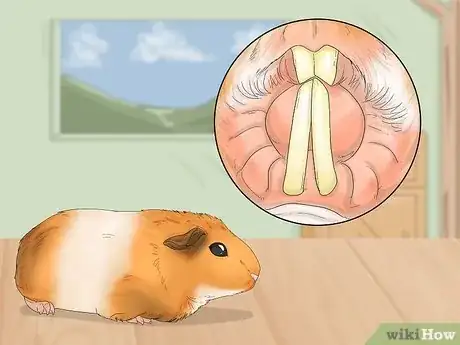 Image titled Perform a Check Up on Your Hamster Step 6