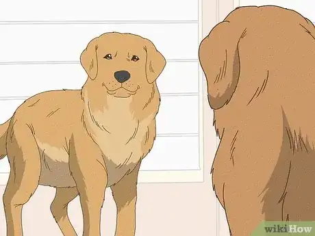 Image titled Know if Your Female Dog Is Ready to Breed Step 13