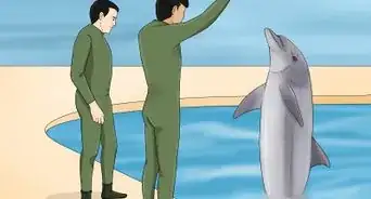 Become a Dolphin Trainer