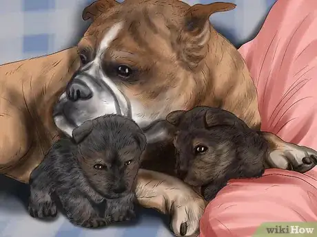 Image titled Save Orphaned Newborn Puppies Step 5