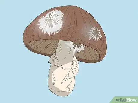 Image titled Tell if Mushrooms Are Bad Step 4