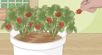 Grow Strawberries in a Pot