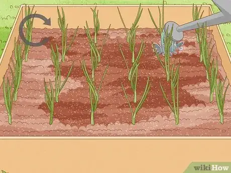 Image titled Grow Onions from Seed Step 12