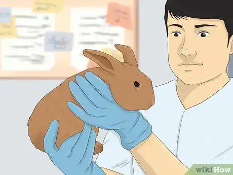 Image titled Determine the Sex of a Rabbit Step 10