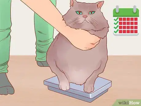 Image titled Put Your Cat on a Diet Step 7