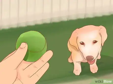 Image titled Take Care of a Labrador Puppy Step 15