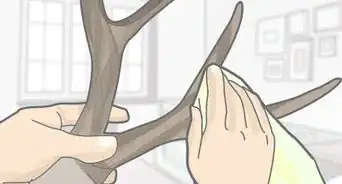 Clean Deer Antlers