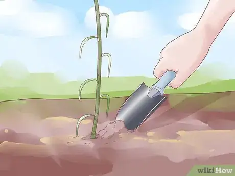 Image titled Plant Garlic Step 10