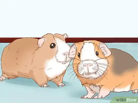 Image titled Help Your Guinea Pig Adjust to You Step 13