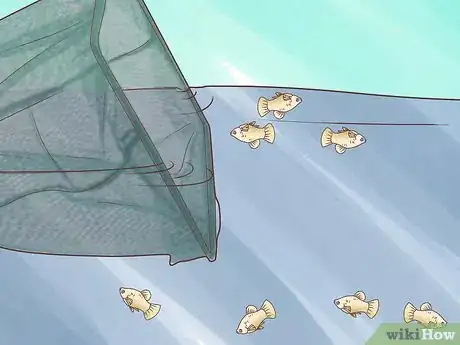 Image titled Breed Guppies Step 10