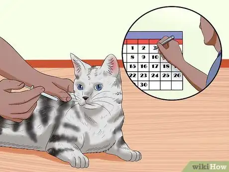 Image titled Keep a Cat Safe Outside Step 10