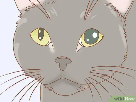 Image titled Treat a Cat with Anisocoria Step 2