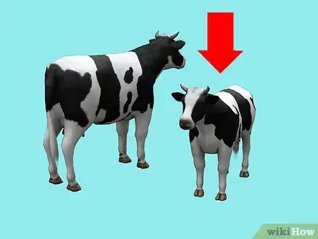 Image titled Train a Cow to be Ridden Step 1