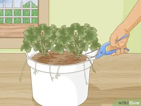 Image titled Grow Strawberries in a Pot Step 16