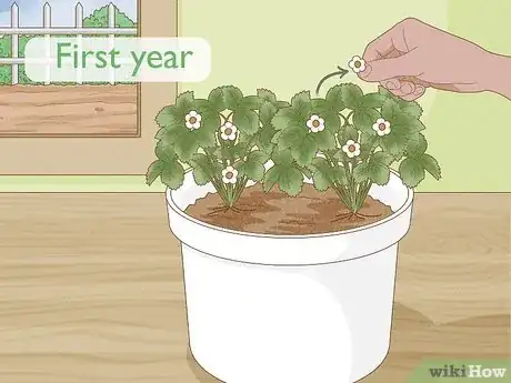 Image titled Grow Strawberries in a Pot Step 14