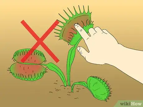 Image titled Care for Venus Fly Traps Step 24