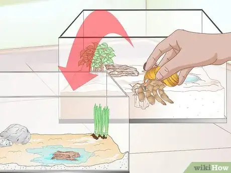 Image titled Care for Molting Hermit Crabs Step 5