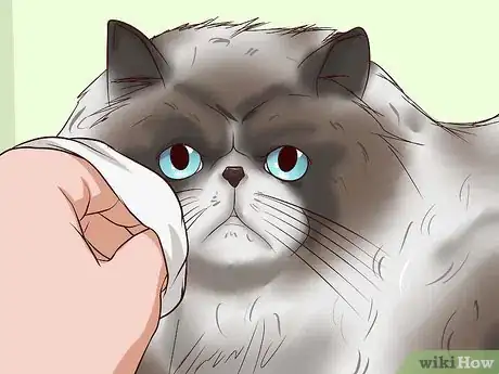 Image titled Clean Your Cat When He Can't Do It Himself Step 13