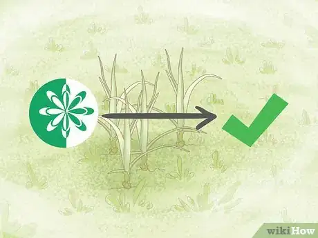 Image titled Get Rid of Nutgrass Step 10