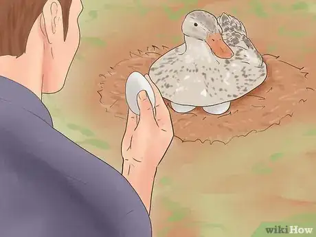 Image titled Breed Ducks Step 1