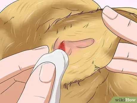 Image titled Stop a Dog's Ear from Bleeding Step 3