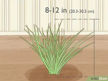 Image titled Grow Chives Step 1