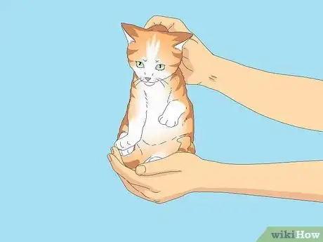 Image titled Give a Kitten a Bath Step 6