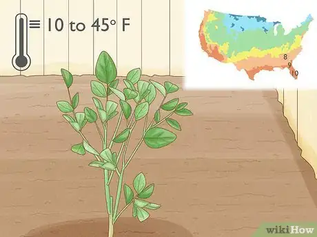 Image titled Grow an Orange Tree Step 10