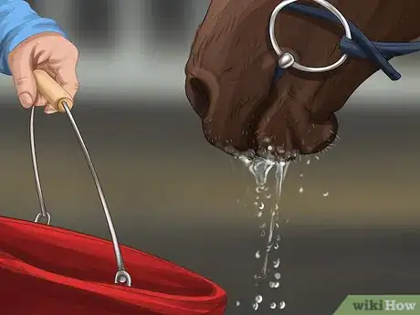 Image titled Care for Your Horse After Riding Step 3