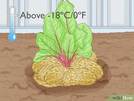 Image titled Grow Beetroot Step 11