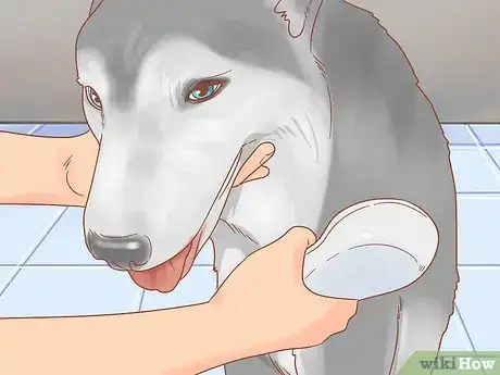 Image titled Care for a Husky Step 13