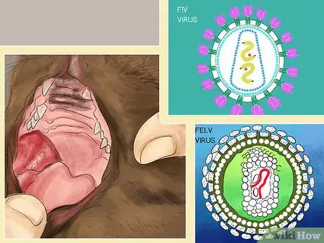 Image titled Diagnose Feline Stomatitis Step 4