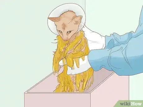 Image titled Remove Oil from a Cat Step 2